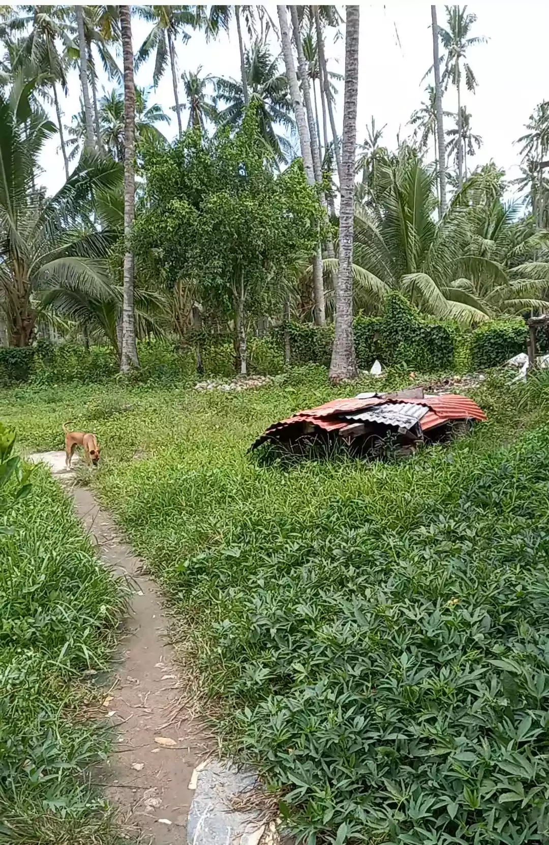 LOT FOR SALE IN TUBTUBON, SIBULAN — Residential Lot in Negros Oriental, Philippines — Photo 3