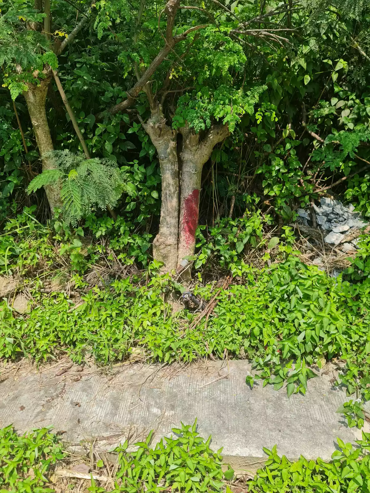 Kishanta Lot for Sale — Residential Lot in Talisay, Cebu, Philippines — Photo 6