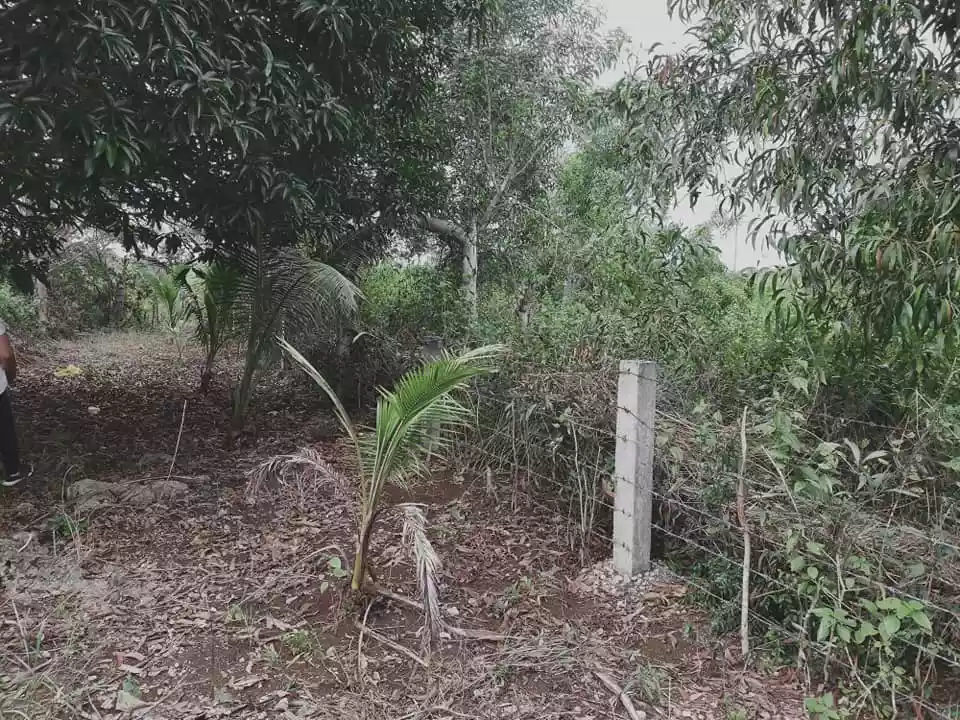 7,863sqm lot for sale in Pangangan Island Calape Bohol 480 per sqm - photo 6