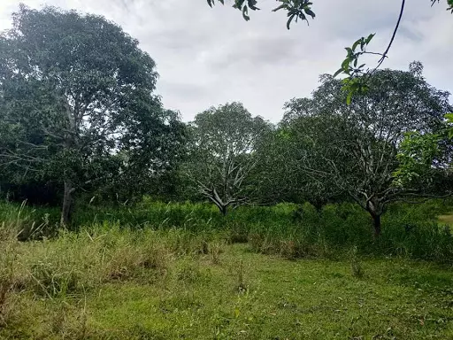 Lot for sale at Brgy Baluntay Alabel Sarangani Province — Agricultural Lot in Alabel, Sarangani, Philippines — Photo 4