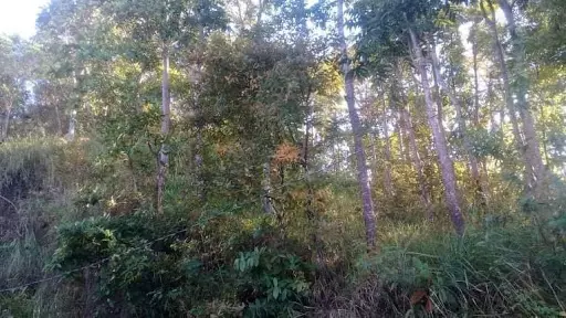 Farm lot for sale in Lamesa, Balamban - photo 5