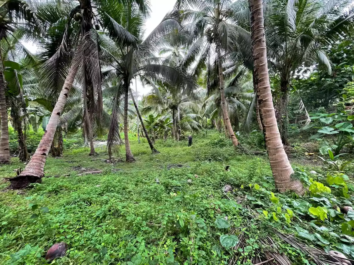 Taluya Glan Highway Property — Agricultural Lot in Sarangani, Philippines — Photo 3