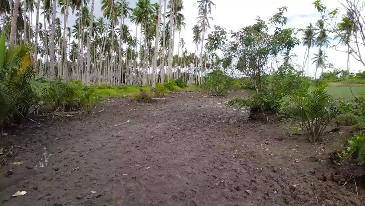 T-4851 — Agricultural Lot in Glan, Sarangani, Philippines — Photo 5