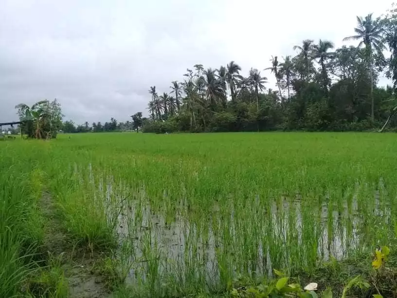 5.5has Naujan Orr Mindoro - photo 4