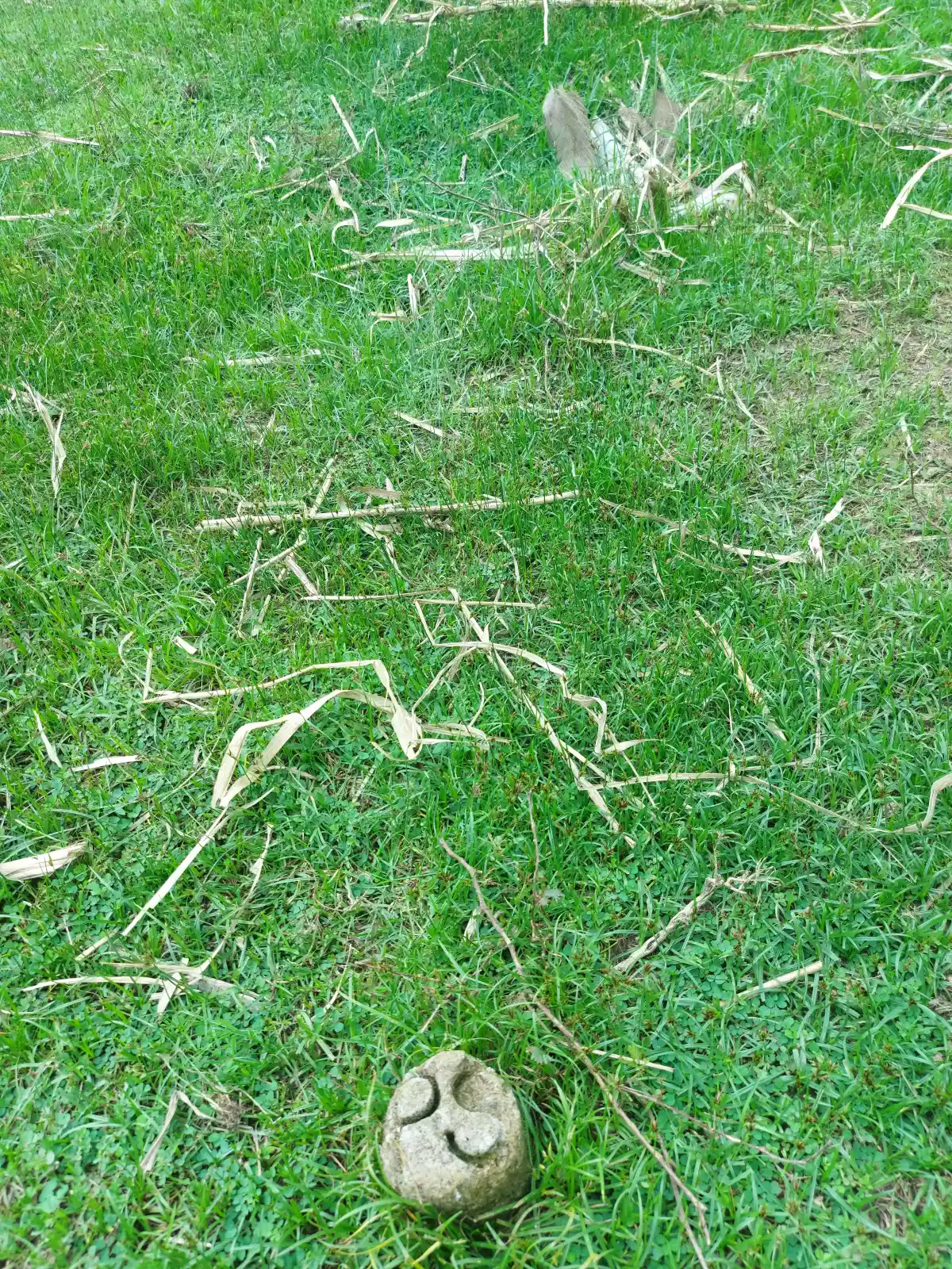 Lot for Sale in Calabnugan Sibulan - photo 3