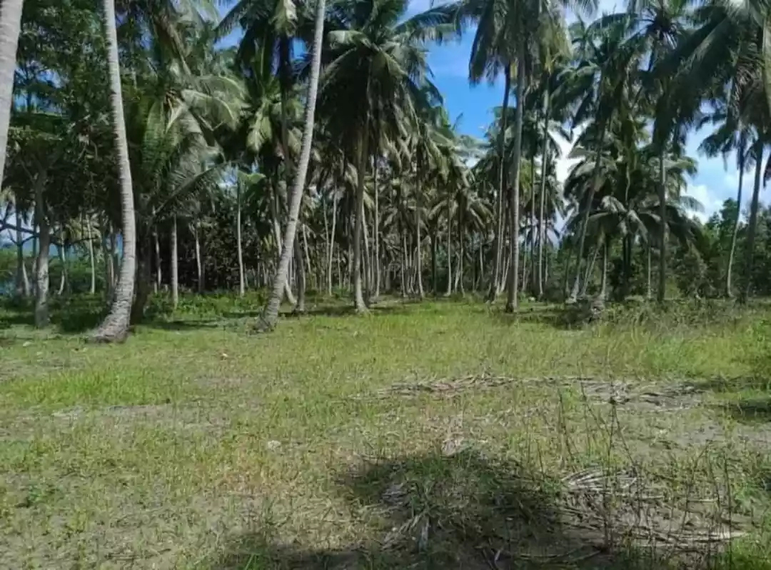 Beach Lot FOR SALE — Beach Lot in Banaybanay, Davao Oriental, Philippines — Photo 5