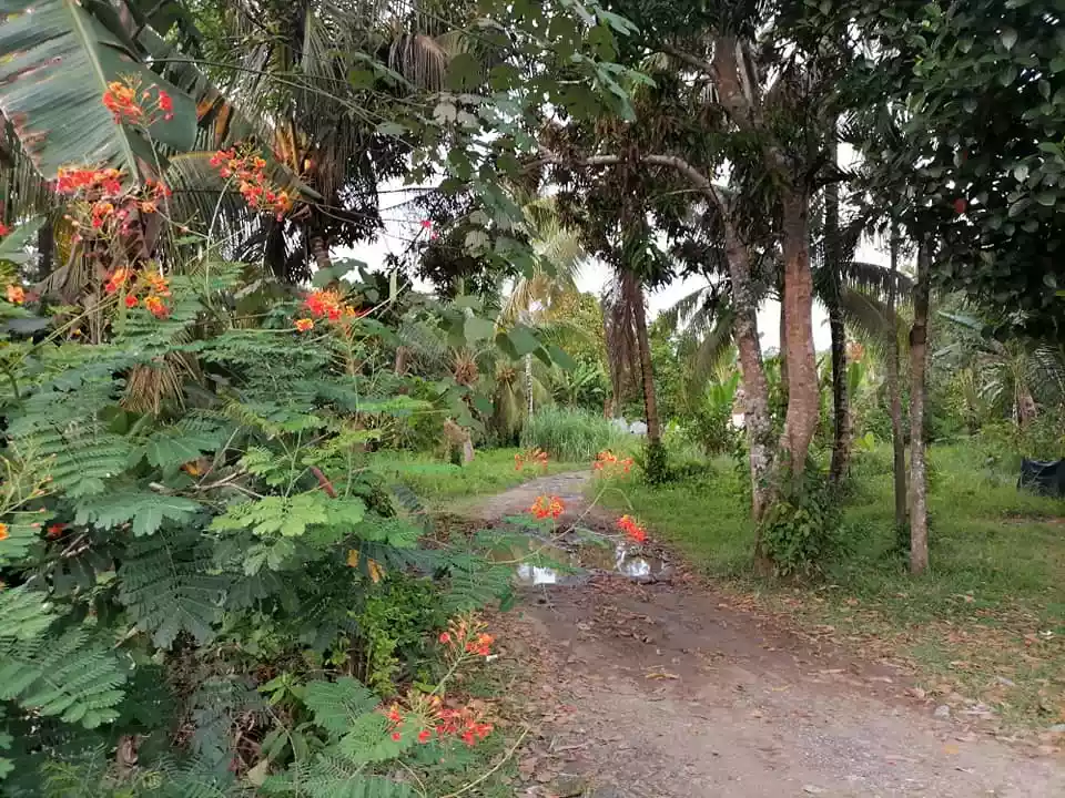 1.3hec land near highway Mandacpan Butuan City — Residential Lot in Butuan City, Agusan Del Norte, Philippines — Photo 5