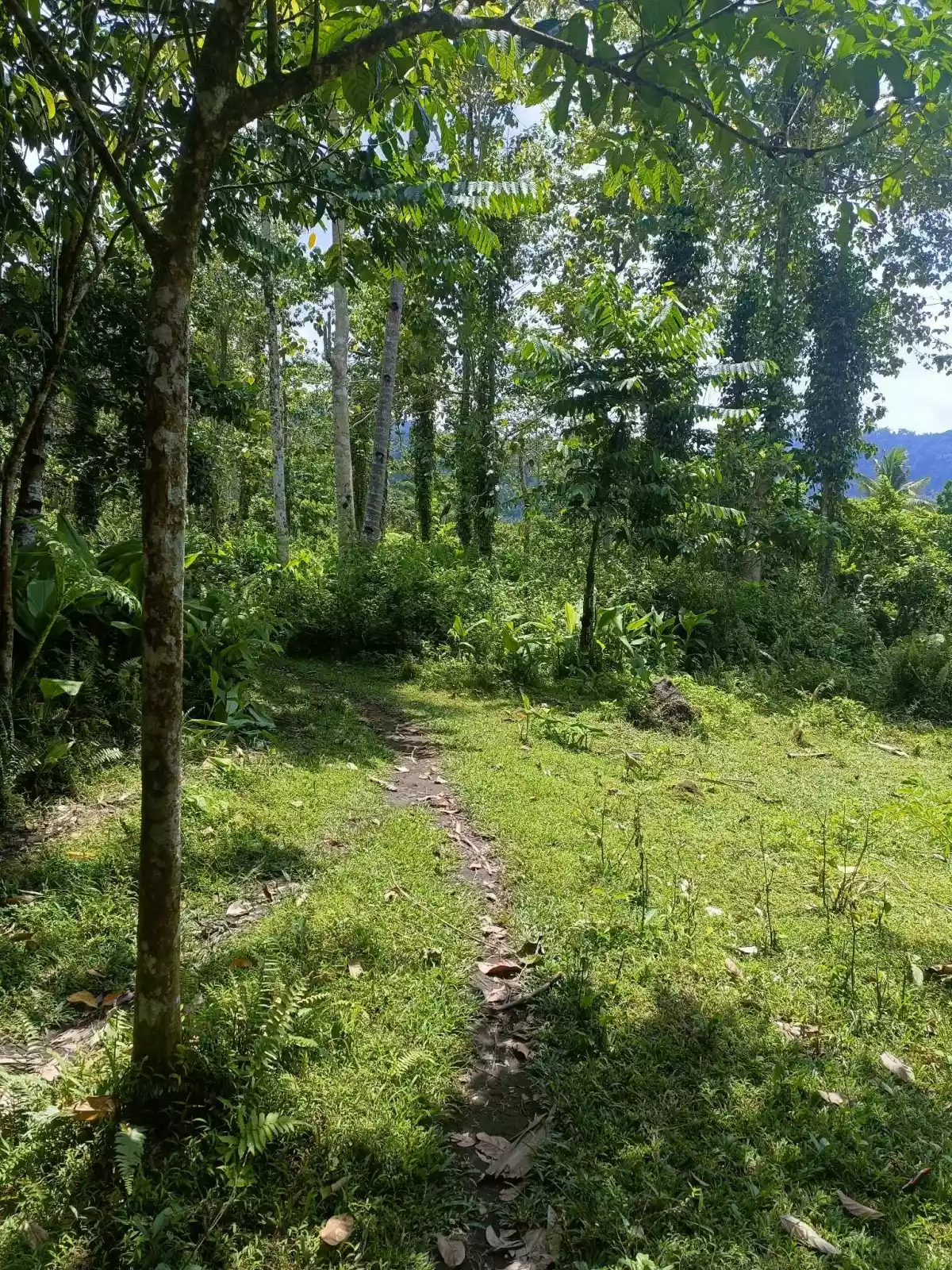 AGRICULTURAL LOT FOR SALE - photo 4