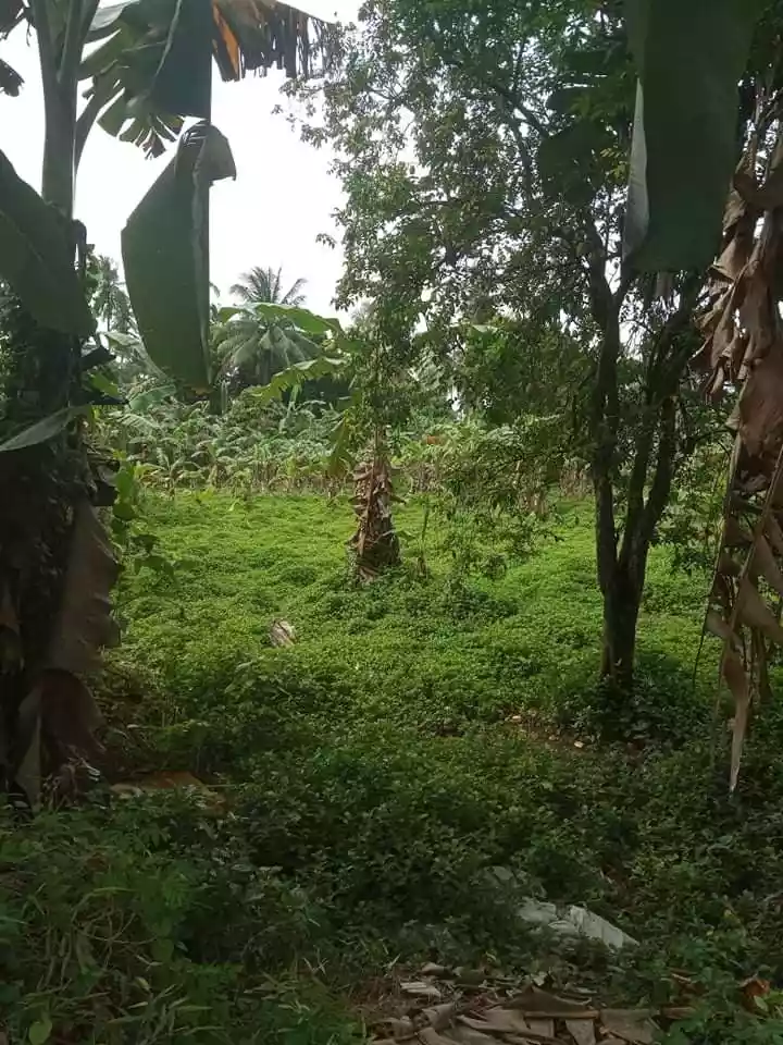 Western Cebu Properties -1 - photo 6