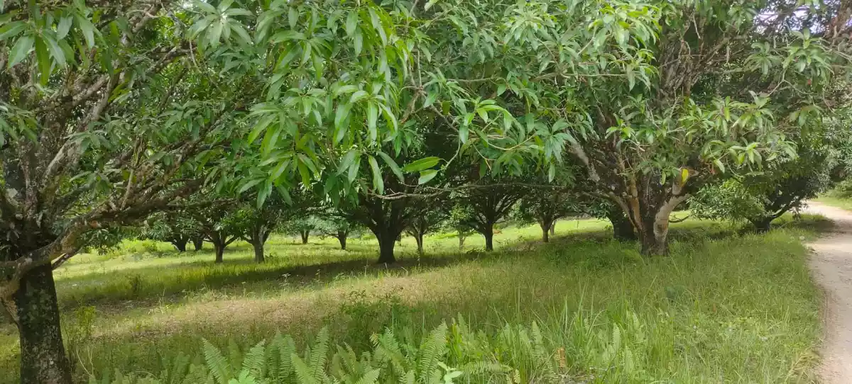 Open photo 13 of 21 — Mango Farm (Sacrifice Sale)