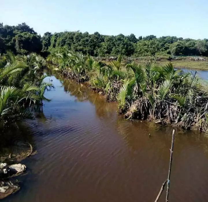 Agricultural Land with Fish Pond — Agricultural Lot in Narra, Palawan, Philippines — Photo 6
