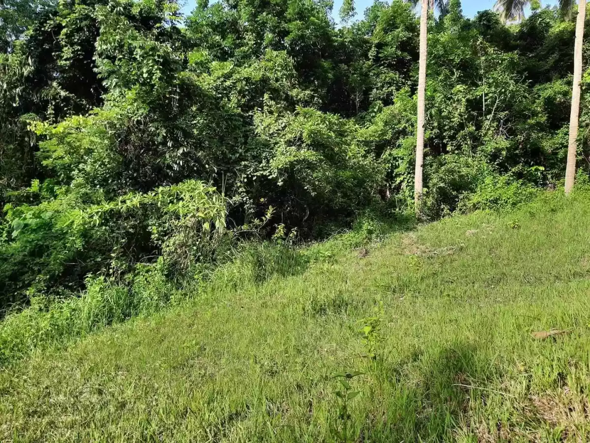 Agricultural land in Bairan Naga for sale - photo 5