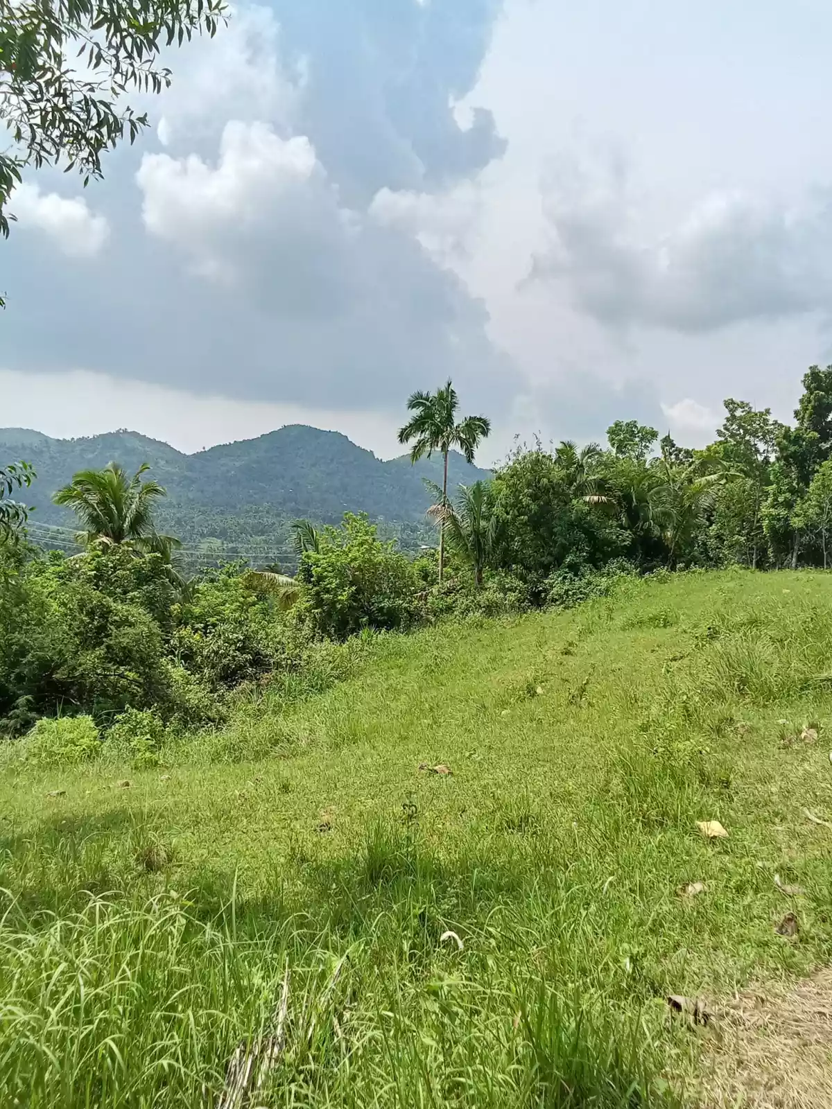 3.5 hectares agricultural land for sale in Balungag San Fernando Cebu — Agricultural Lot in San Fernando, Cebu, Philippines — Photo 7