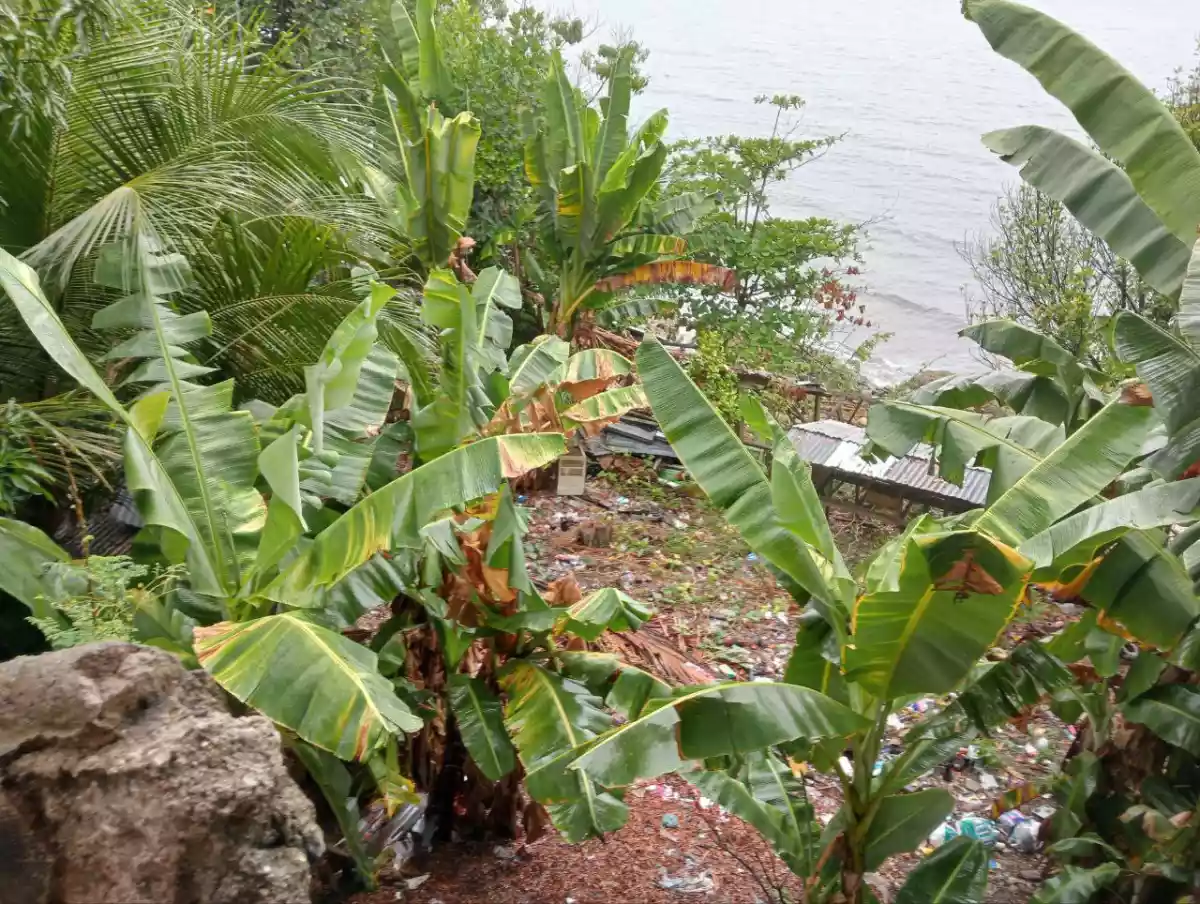 Beach Property in Catmon Cebu — Beach Lot in Catmon, Cebu, Philippines — Photo 2