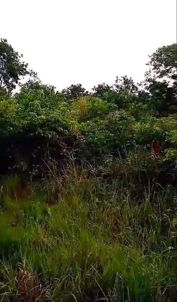 Lot for Sale in Panglao! — Residential Lot in Bohol, Philippines — Photo 4
