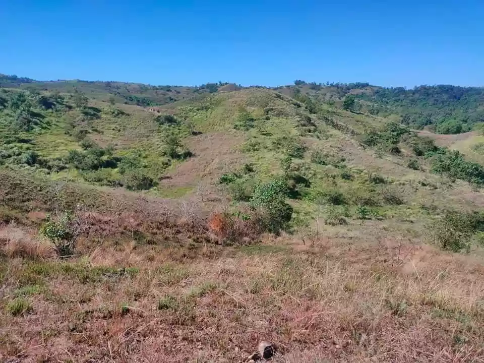 Lot For Sale sa Sual 4 Has - photo 5