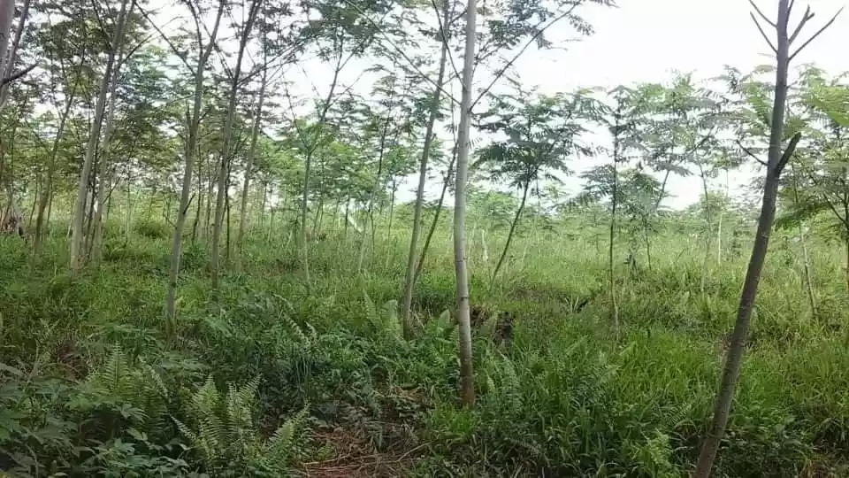 Agricultural Lot - photo 3