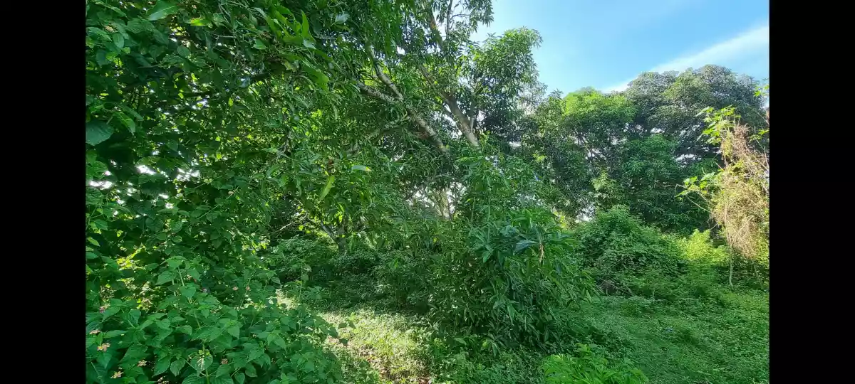 833 sqm Titled Commercial / Industrial Lot for Sale near Diversion road, Bulua, CDO - photo 5