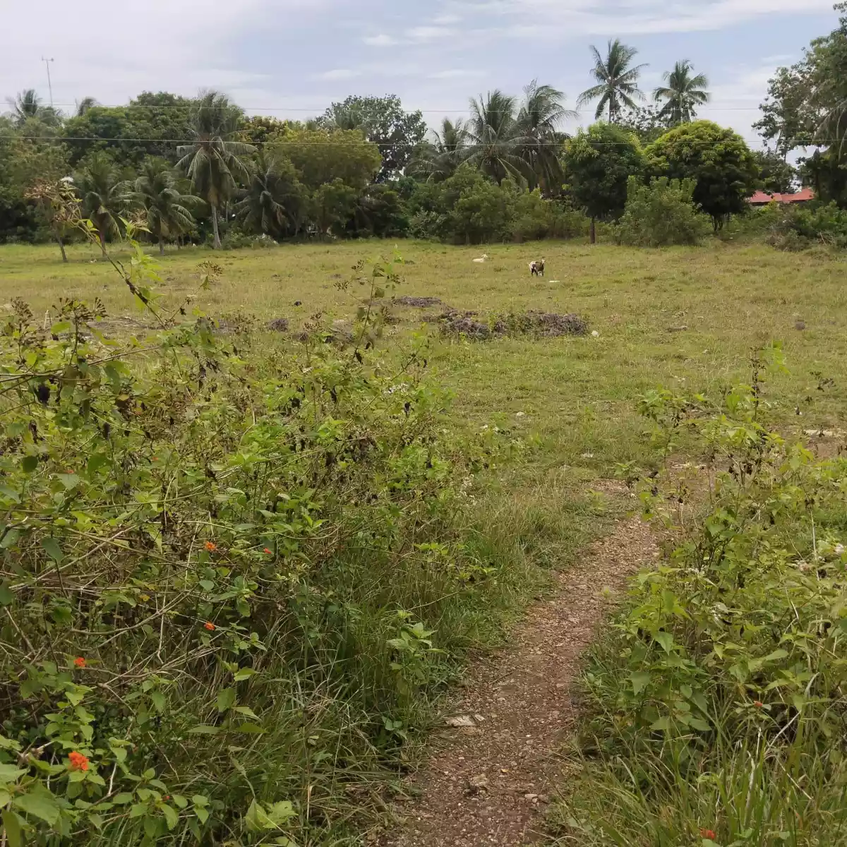 LOT in OSLOB beside Road & Near Beach — Residential Lot in Cebu South Road, Oslob, Cebu — Photo 3