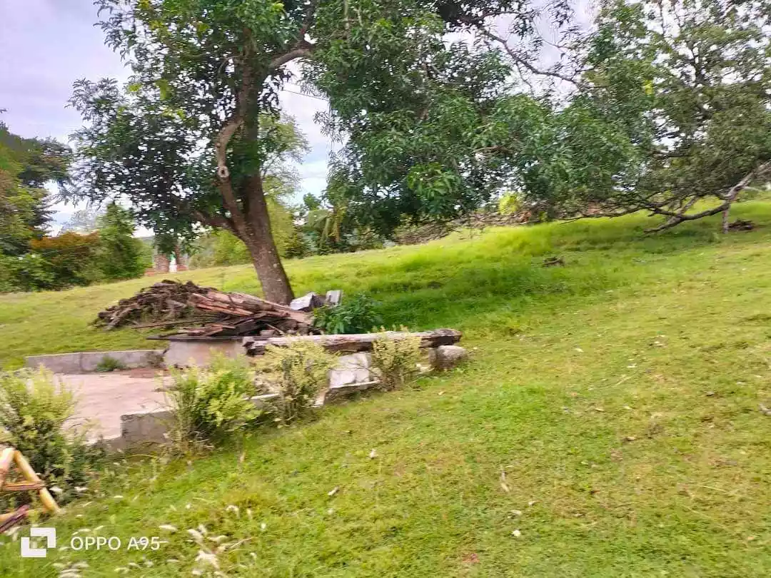 4.2 HECTARES FARM LOT FOR SALE IN CARCAR - photo 7