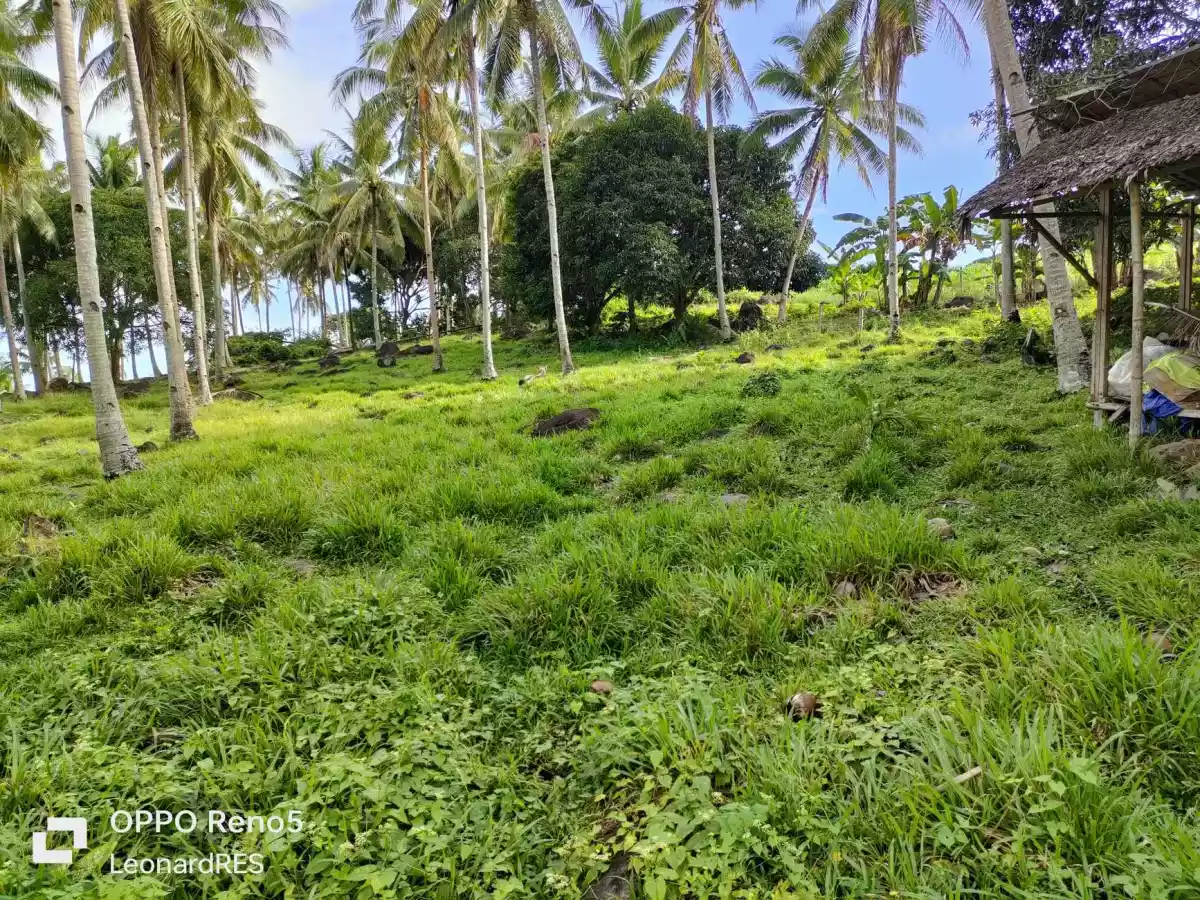 1.4993 Hectares Lot for Sale in Cambaloctot San Jose — Agricultural Lot in Negros Oriental, Philippines — Photo 5