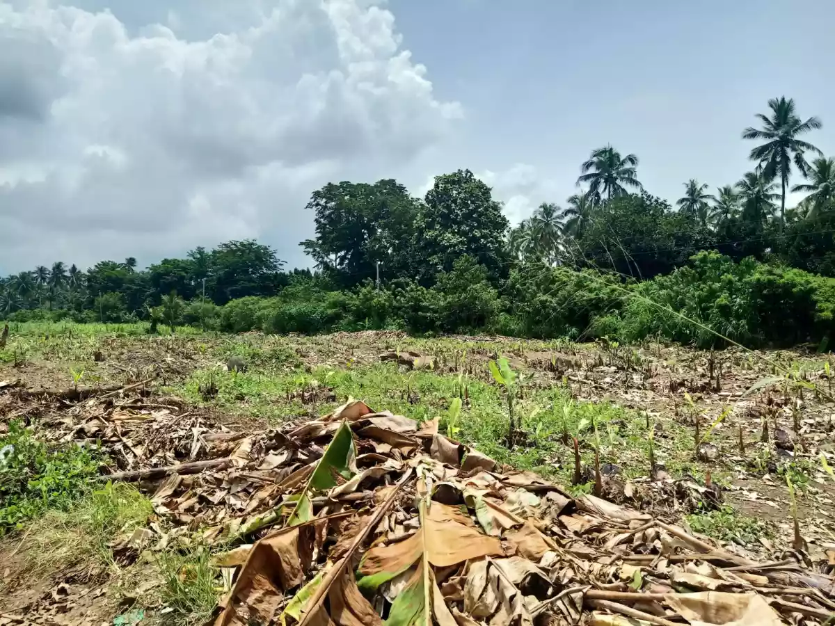 FOR SALE: Agricultural Lot ( flat terrain ) in Calinan, Davao City — Agricultural Lot in Calinan District, Davao City, Davao del Sur — Photo 3