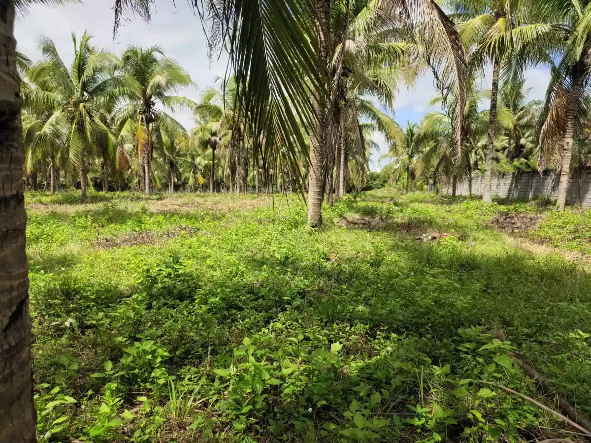 4-Hectare Farmland with Fruit-bearing Trees and River Access — Agricultural Lot in South Cotabato, Philippines — Photo 3