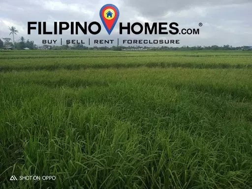Agri Lot — Agricultural Lot in Naga, Camarines Sur, Philippines — Photo 5