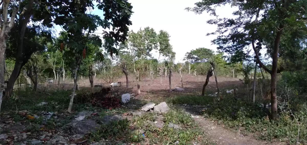 2.4 hectares Residential lot in San Fernando,Cebu - photo 4