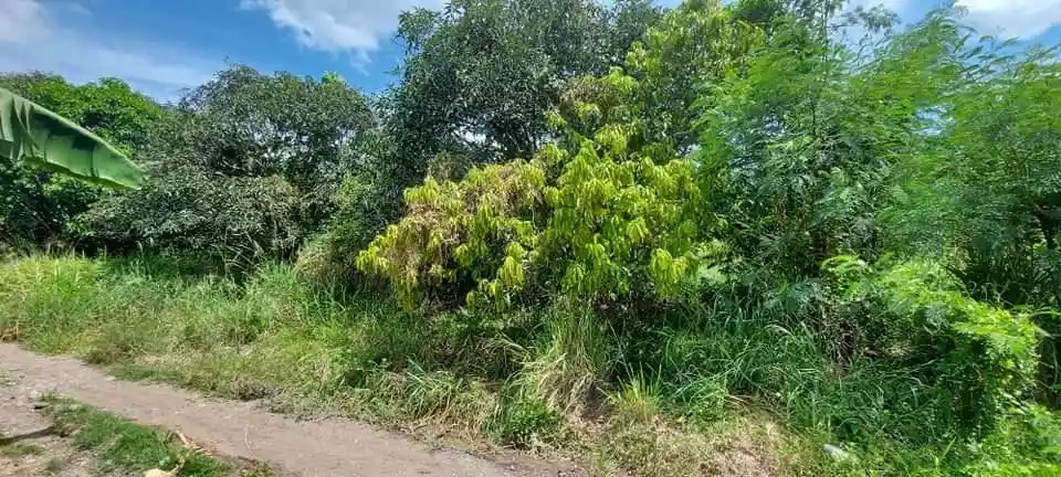 Domolok Alabel mango farm - photo 4