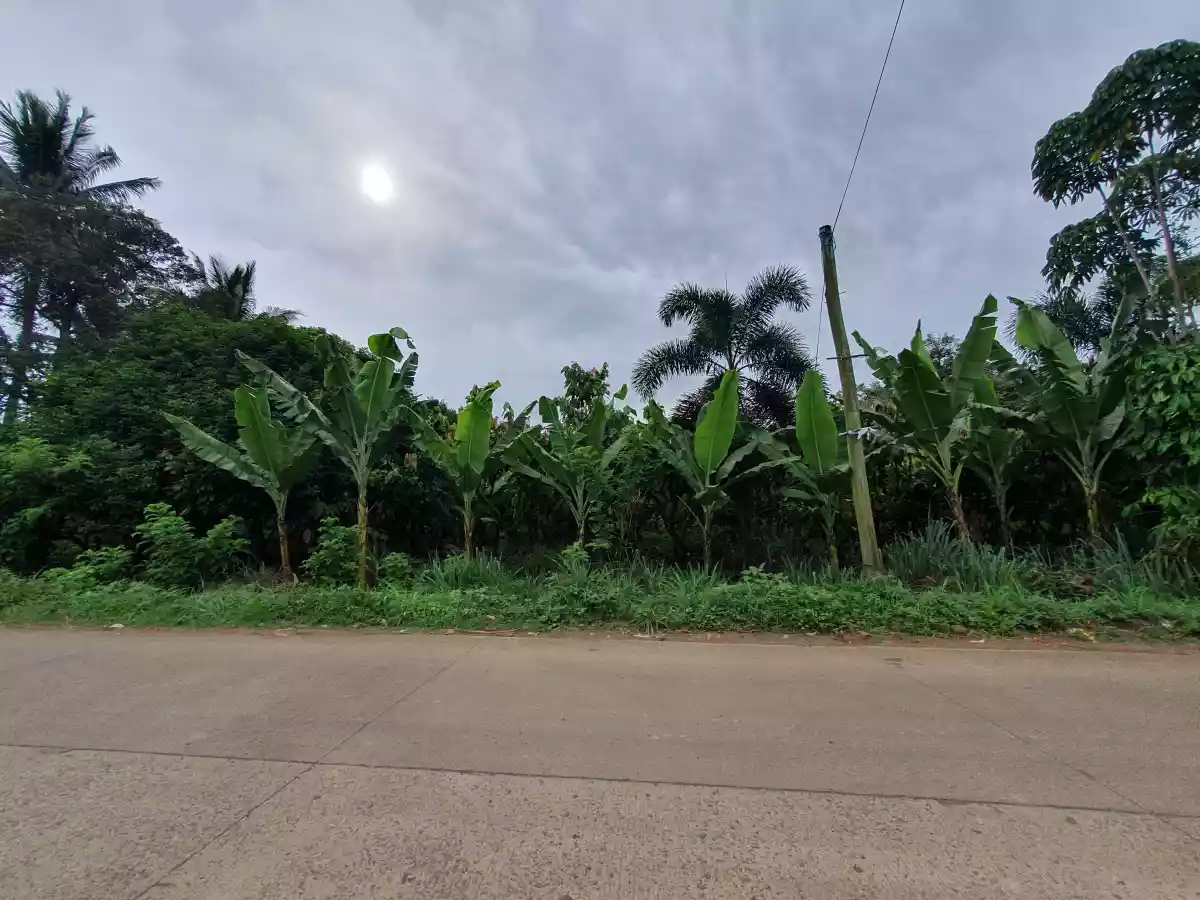 10 HECTARES LAND IN CALINAN DAVAO — Agricultural Lot in Calinan District, Davao City, Davao del Sur — Photo 3