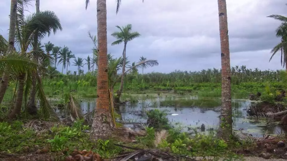 FLAT LANDS FOR SALE IN GENERAL LUNA,SIARGAO — Agricultural Lot in General Luna, Surigao del Norte, Philippines — Photo 3