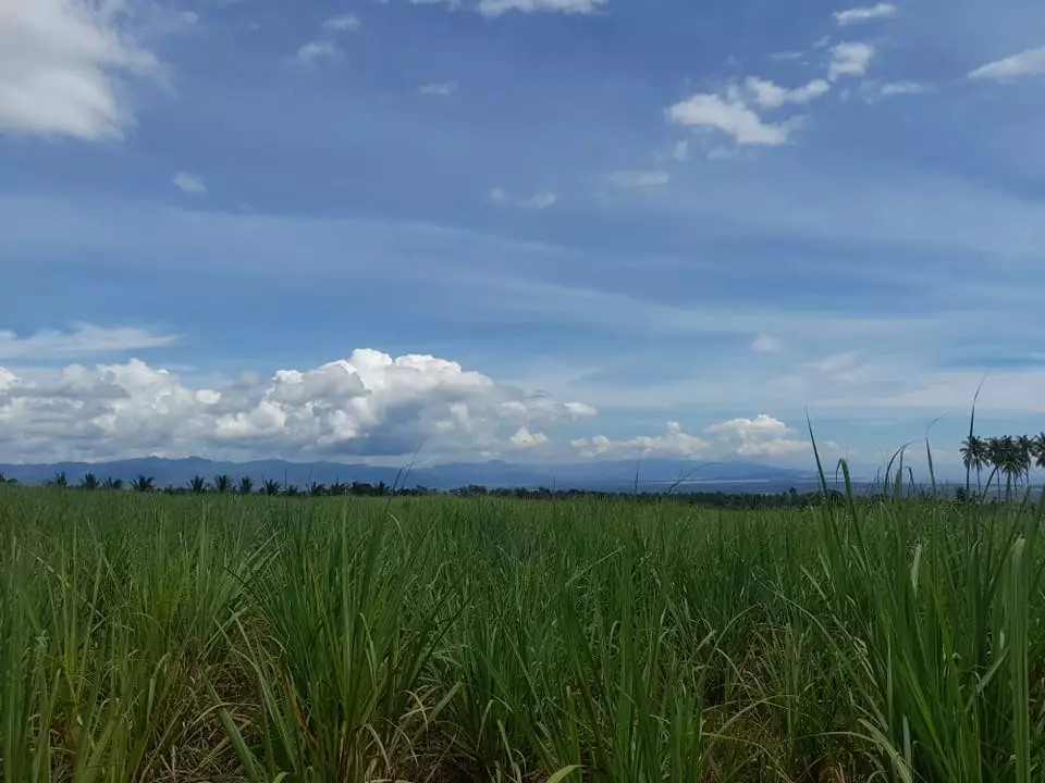 6 Hectares Agricultural Lot Jantianon,Amlan Negros Oriental - photo 2