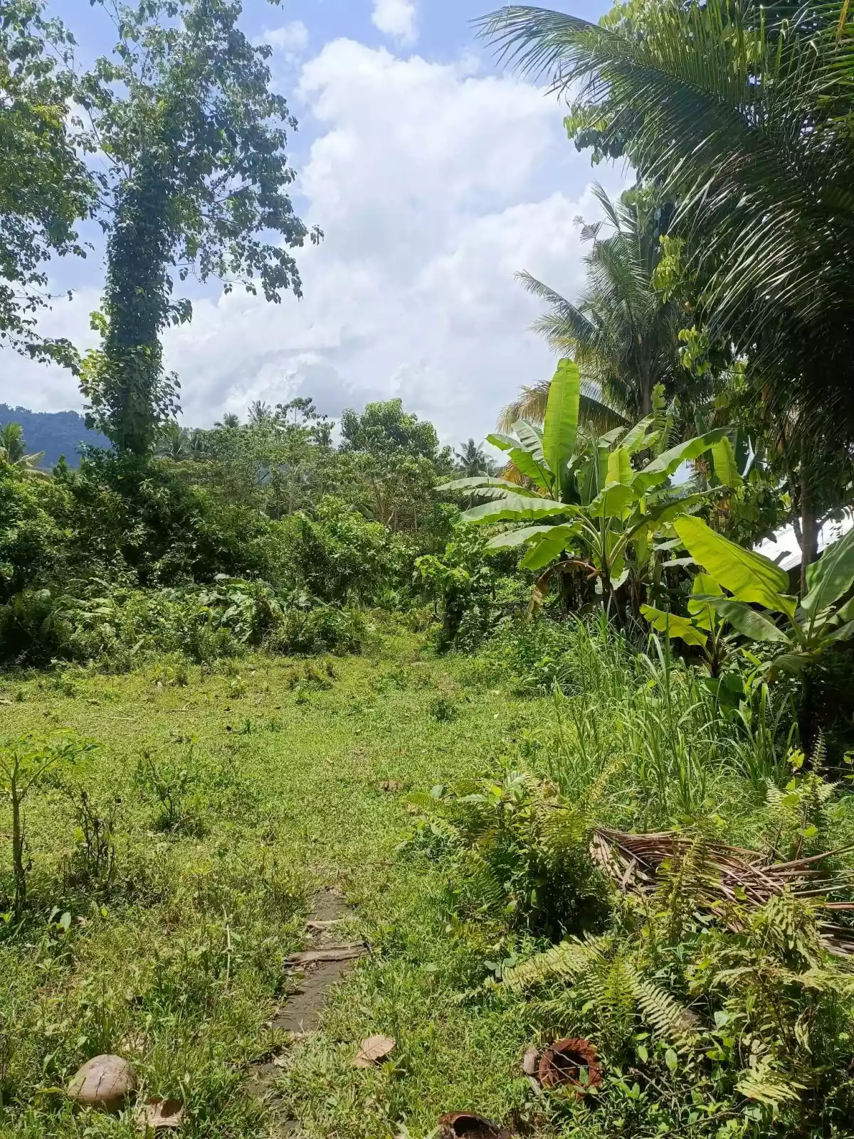 AGRICULTURAL LOT FOR SALE - photo 6