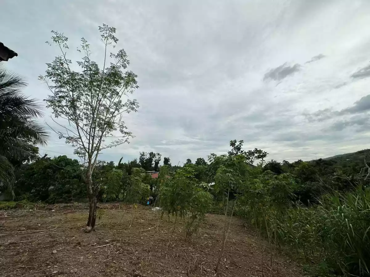 Agricultural land For Sale in Minglanilla Cebu — Agricultural Lot in Lower Tunghaan St, Tunghaan Minglanilla, Minglanilla — Photo 3