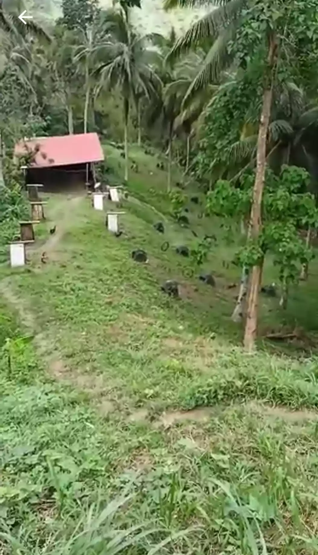 Farm Lot For Sale — Agricultural Lot in Catmon, Cebu, Philippines — Photo 3