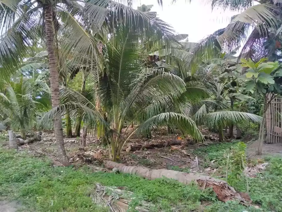 FOR SALE ! 563 SQM RESIDENTIAL LOT @ Prk. Masunurin, San Isidro, GSC - photo 7