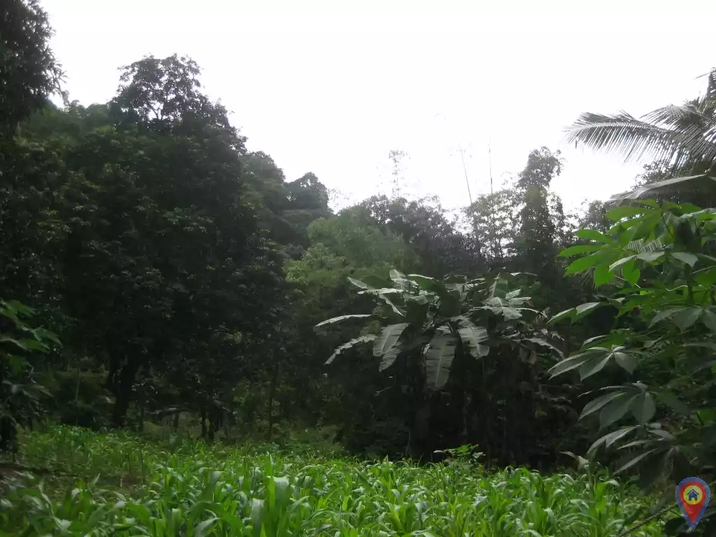 Lot for sale in Kalunasan, Cebu City for only Php1,500/sqm. - photo 5