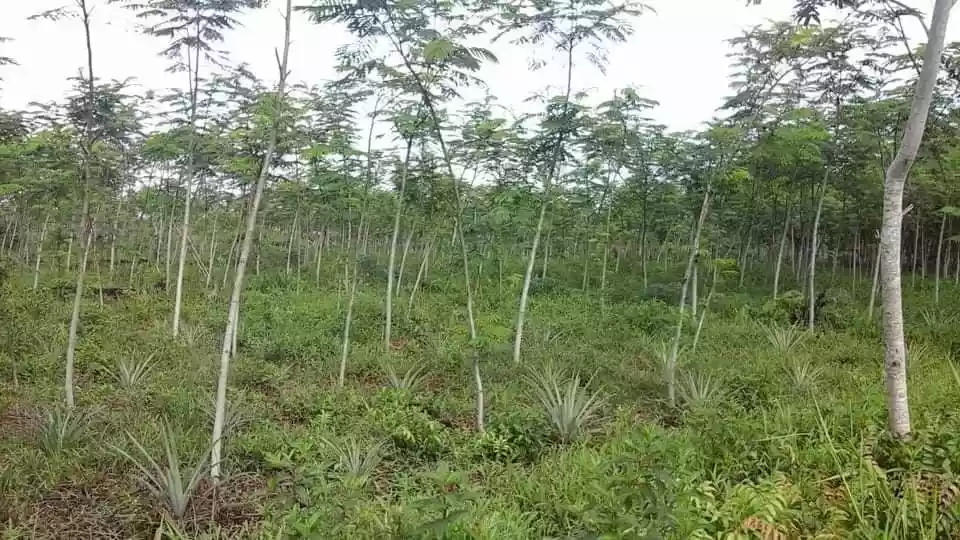 Agricultural Lot - photo 5