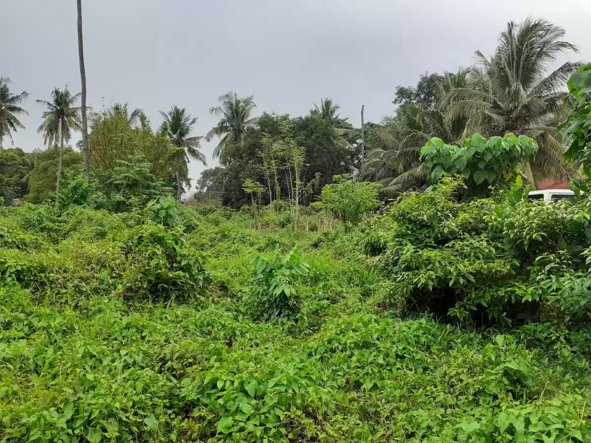 Residential Lot Brgy. Natumolan Tagoloan 1,000sqm - photo 4