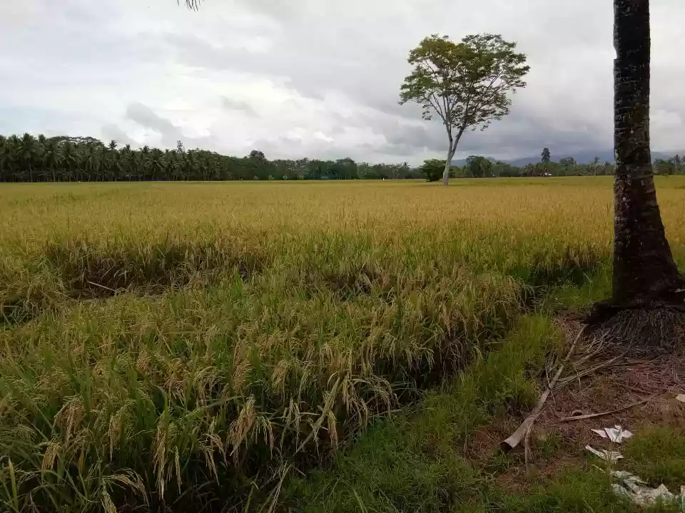 3 Hectares Ricefield or Basakan in Esperanza, Agusan Del Sur - photo 2