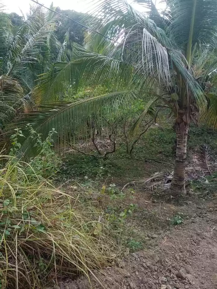 RUSH SALE LOW LOW PRICE FARM LAND WITH FRUIT BEARING TREES IN ROSARIO BATANGAS - photo 2