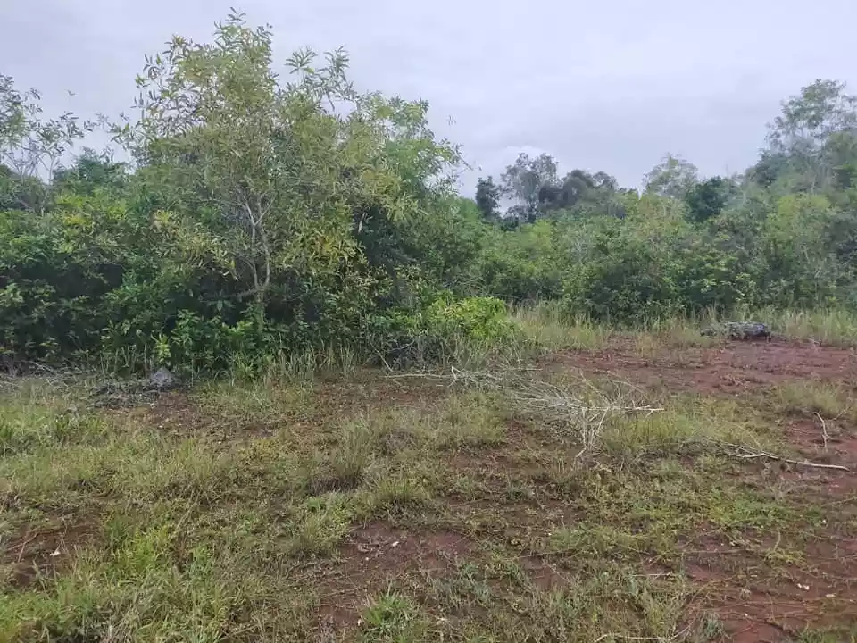 1384sqm clean title lot in Tinago Dauis Panglao Island Bohol 1,500 per sqm 3rd lot - photo 6