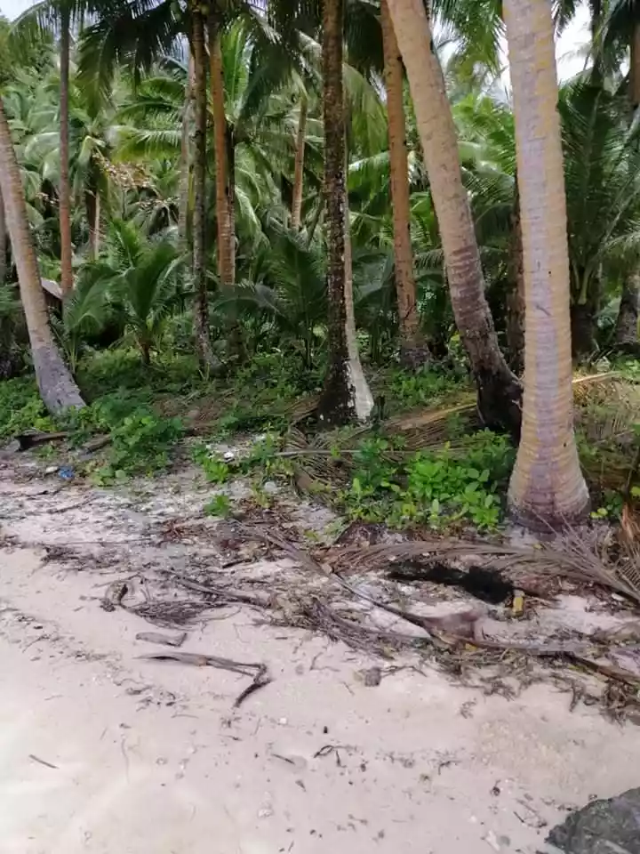 ISLAND FOR SALE IN SIARGAO ISLANDS - photo 6