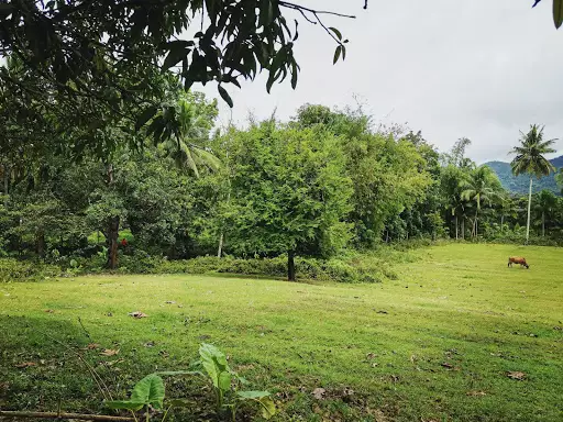 Open photo 11 of 25 — Farmlot for Sale - Carcar 400/sq.m