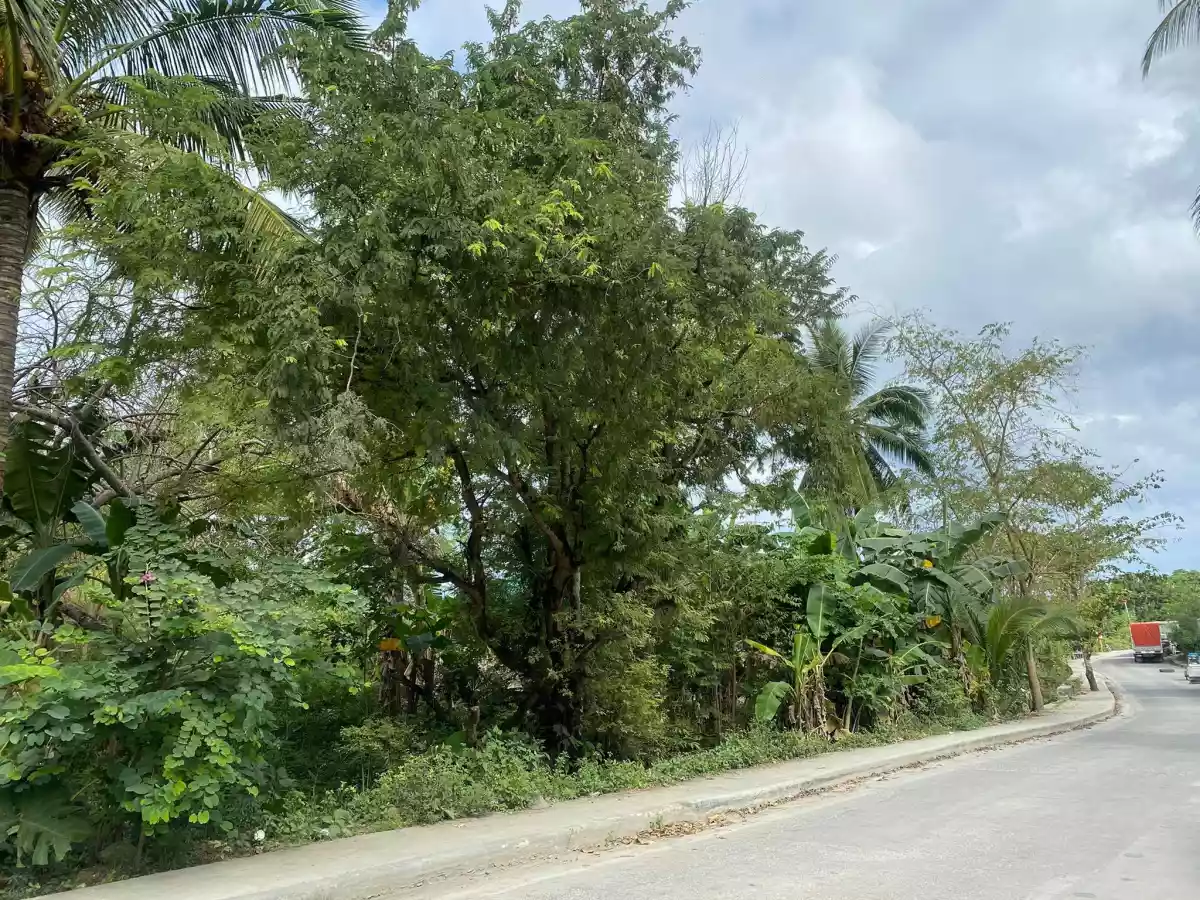 AGRICULTURAL LOT CLEAN TITLE IN POBLACION ,TABUELAN FOR SALE - photo 7