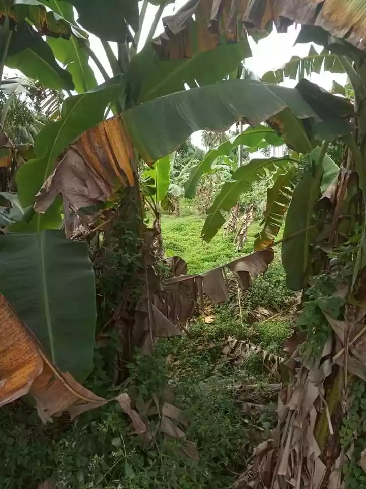 Western Cebu Properties -1 - photo 3