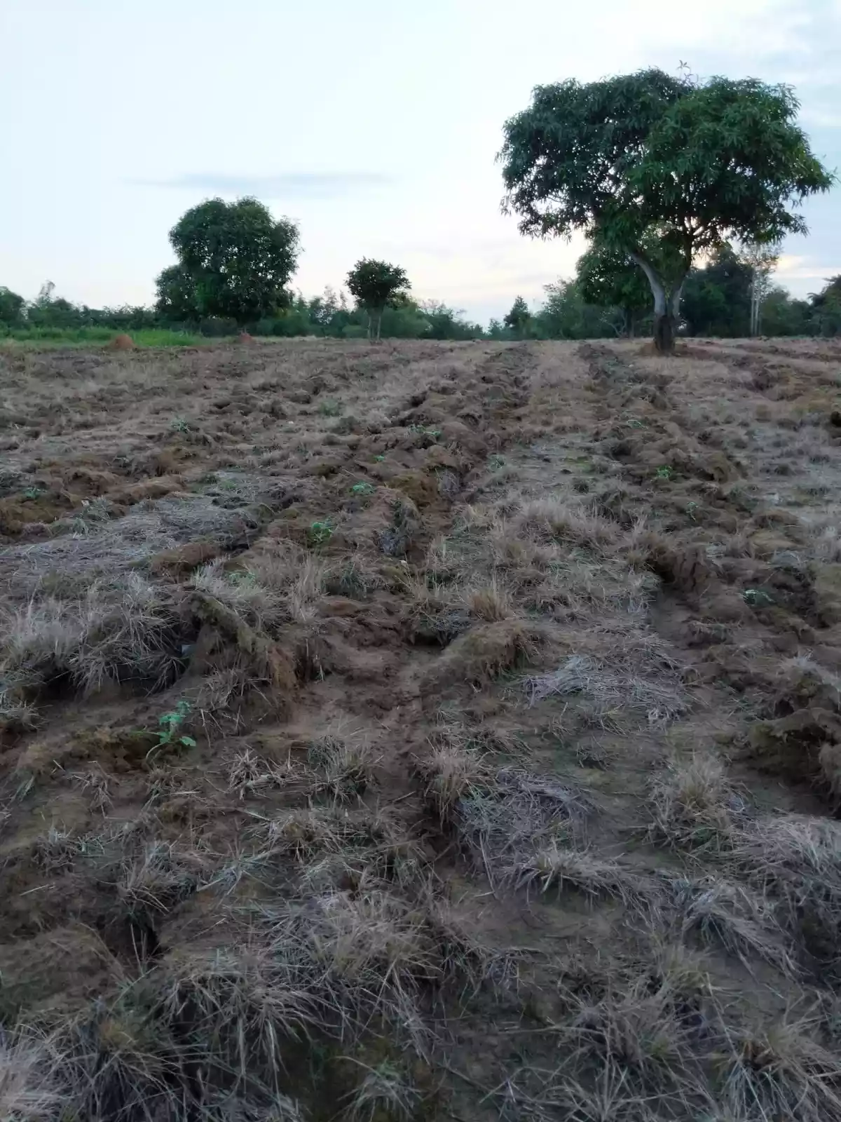 AFFORDABLE RAW LOTS IN NARRA PALAWAN NEAR PUERTO PRINCESA CITY! - photo 4