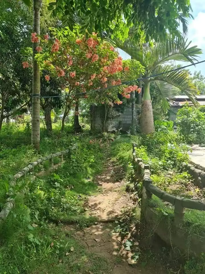 1 HECTARE FARM IN ALABEL - photo 7