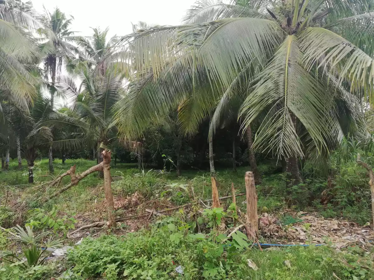 Affordable lot - photo 5